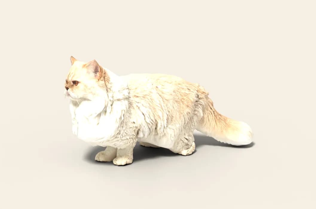 Snow, a cream Persian cat, standing as a 3D model made from photos